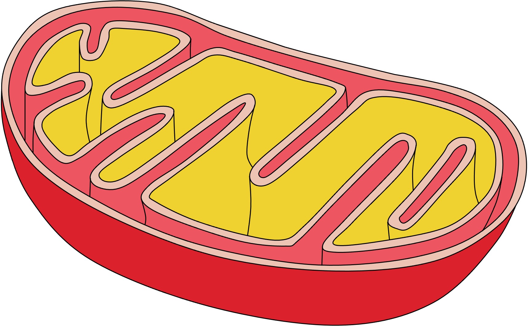 Mitochondria